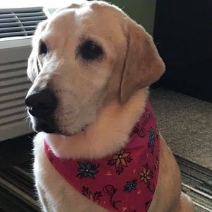 Meet your Posher, Sandy